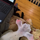 Illustration for article titled Lambs in the house...